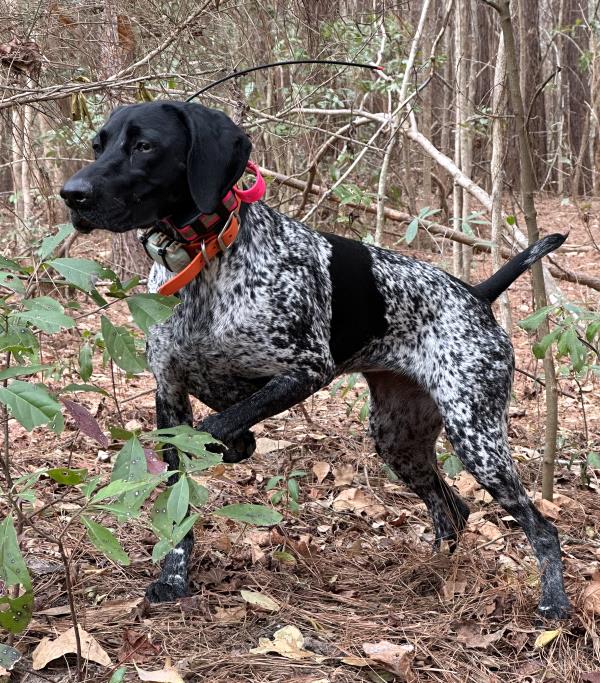 /Images/uploads/Southeast German Shorthaired Pointer Rescue/segspcalendarcontest/entries/32264.jpg